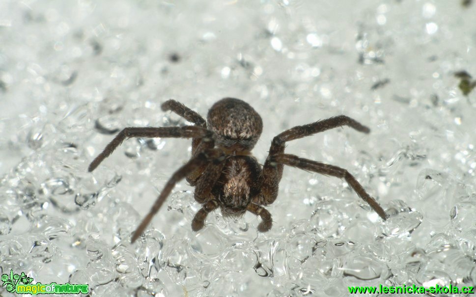 Listovník - Philodromus 3mm (1) - Foto G. Ritschel