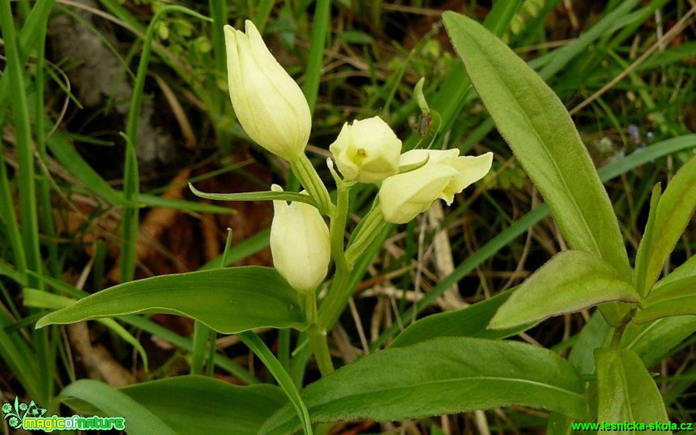 Okrotice bílá - Cephalanthera damasonium - Foto Pavel Stančík