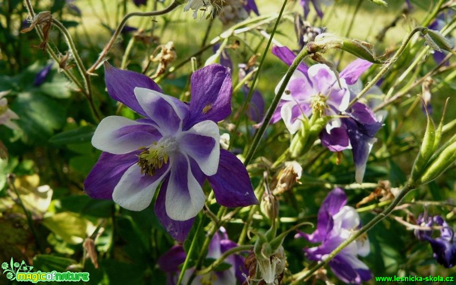 Orlíček obecný - Aquilegia vulgaris - Foto Pavel Stančík