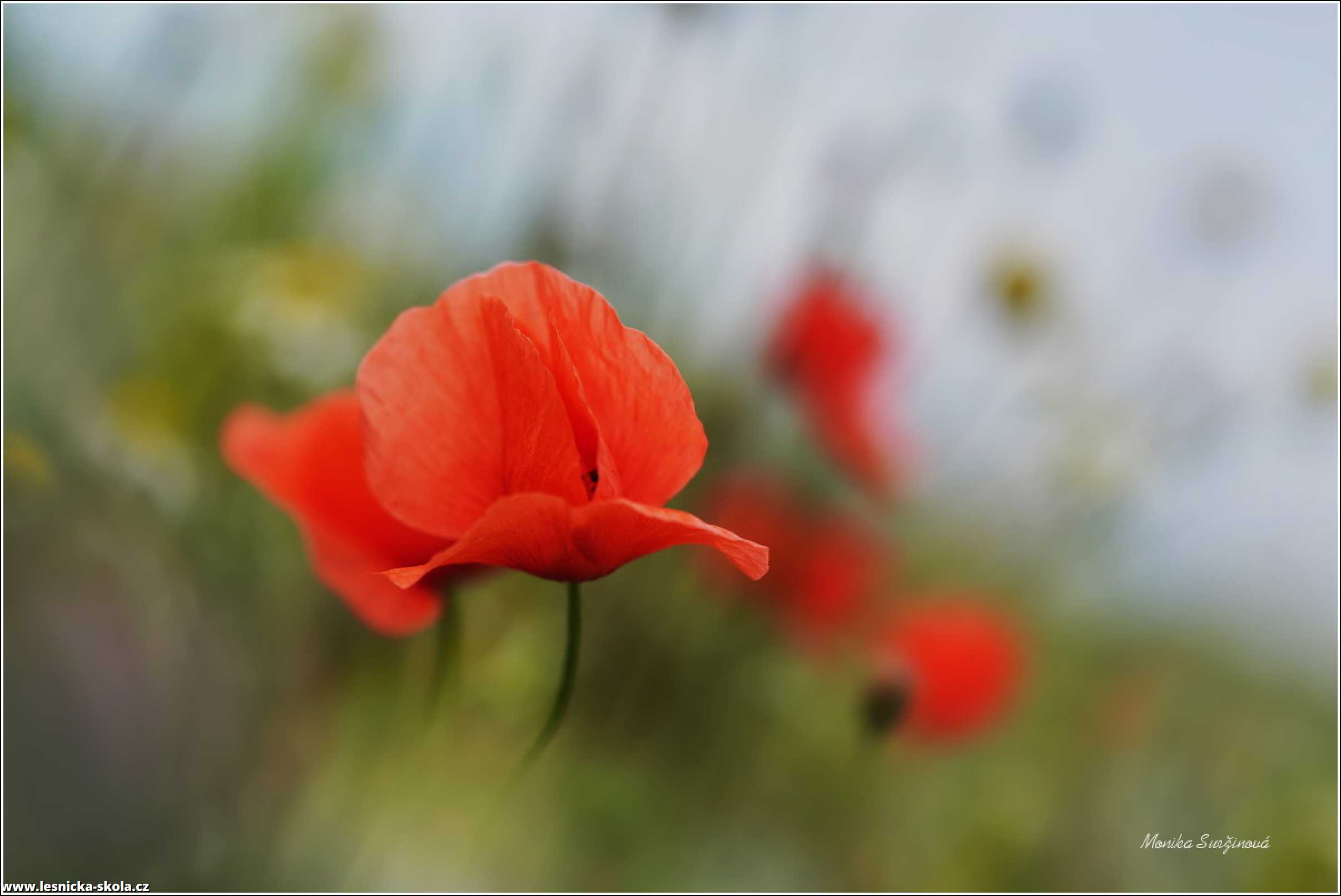 Vlčí máky - Foto Monika Suržinová 0123