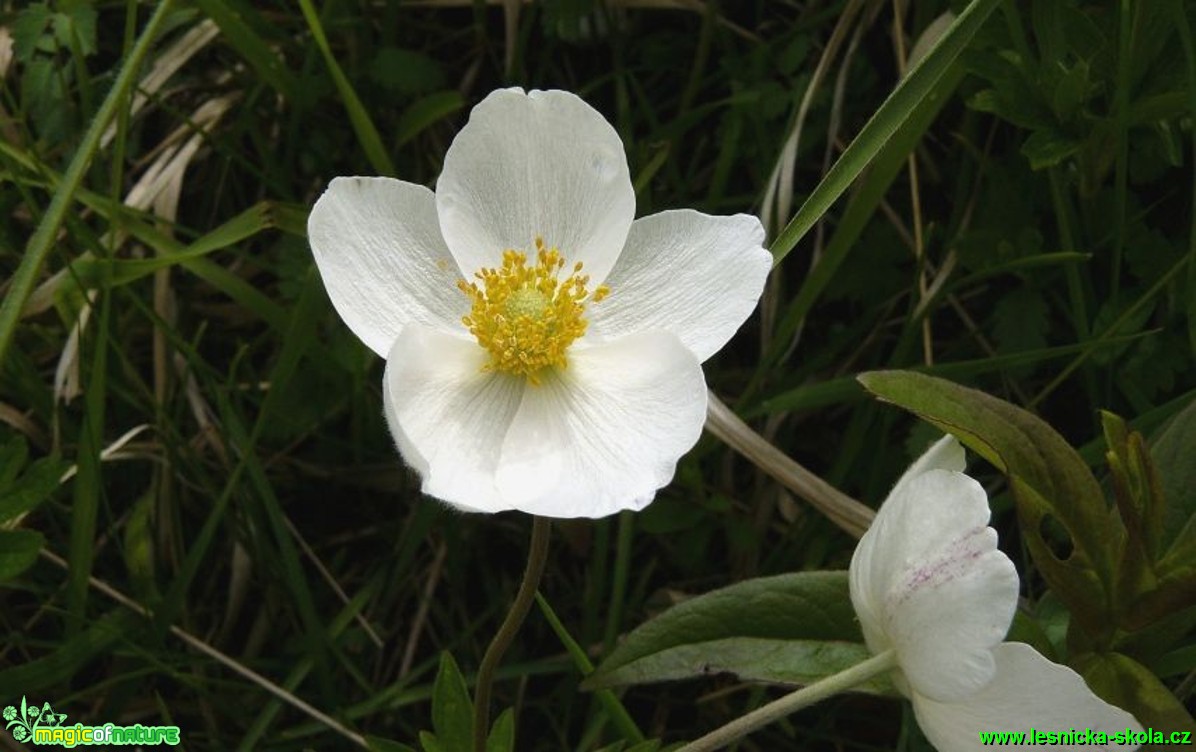 Sasanka lesní - Anemone sylvestris - Foto Pavel Stančík