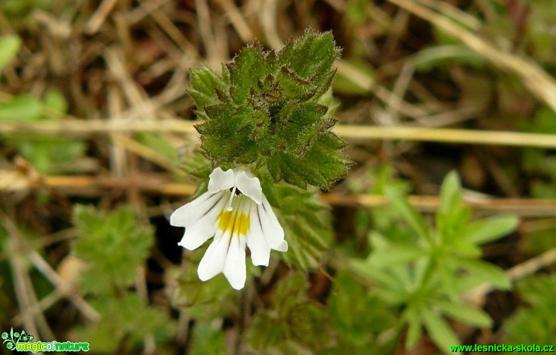 Světlík lékařský - Euphrasia rostkoviana - Foto Pavel Stančík