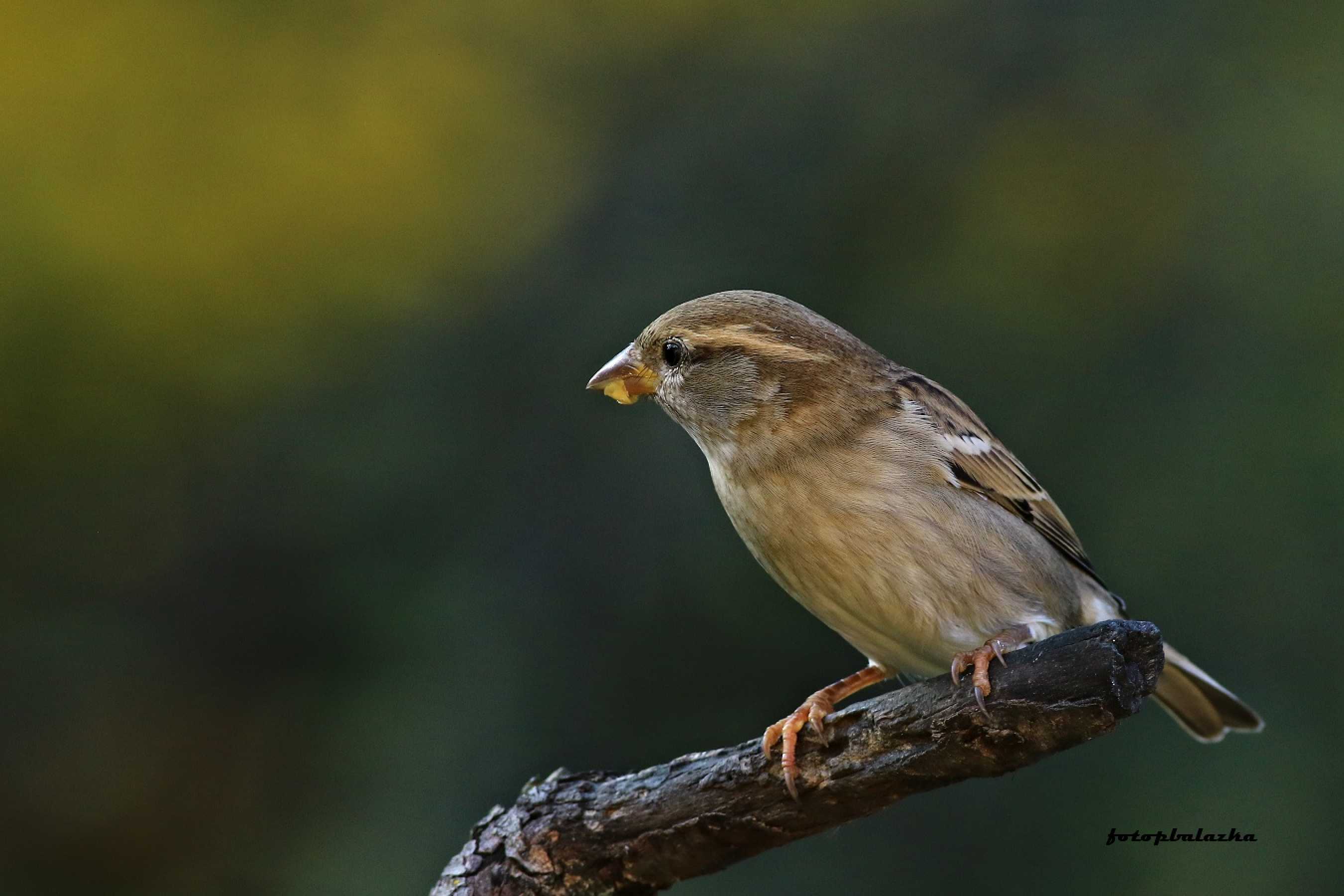 Vrabec - Foto Pavel Balazka 1023