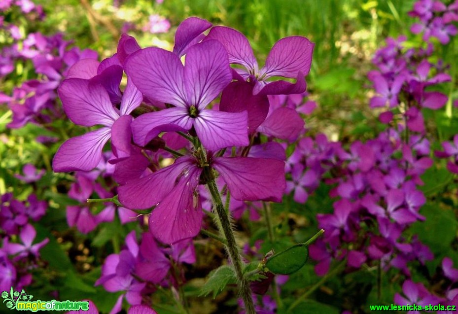 Měsíčnice roční- Lunaria annua - Foto Pavel Stančík