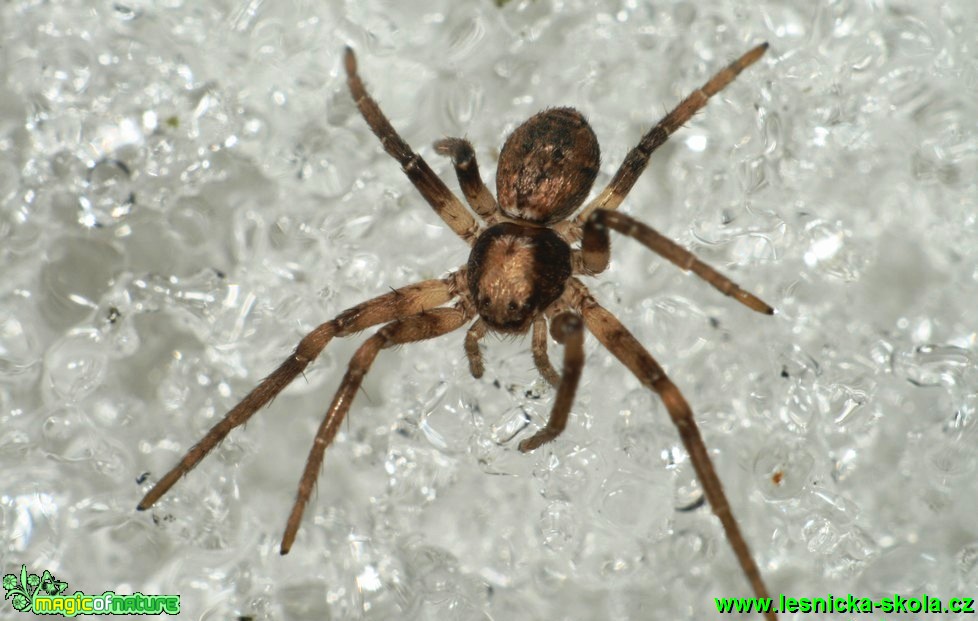 Listovník - Philodromus 3mm (2) - Foto G. Ritschel