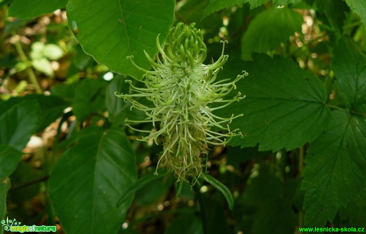 Zvonečník klasnatý - Phyteuma spicatum - Foto Pavel Stančík