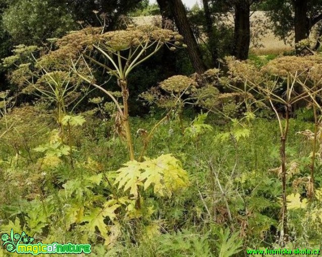 Bolševník velkolepý - Heracleum mantegazzianum - Foto Pavel Stančík