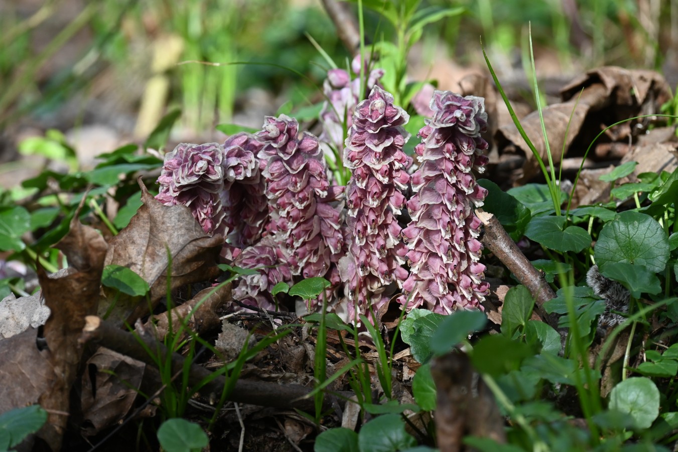 Podbílek šupinatý - Lathraea squamaria - Foto - Marie Žďánská 0324 (1)