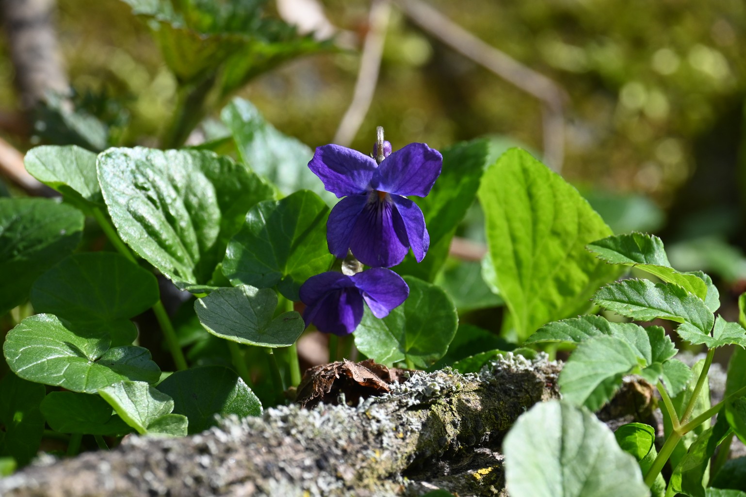 Violka vonná - Viola odorata - Foto - Marie Žďánská 0324 (1)