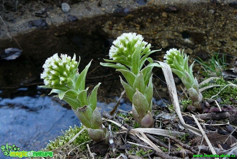 Devětsil bílý - Petasites albus - Foto Pavel Stančík