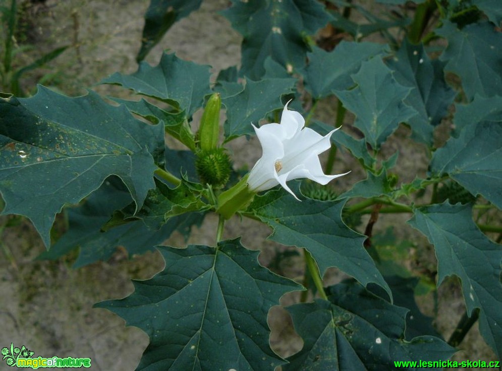 Durman obecný - Datura stramonium - Foto Pavel Stančík