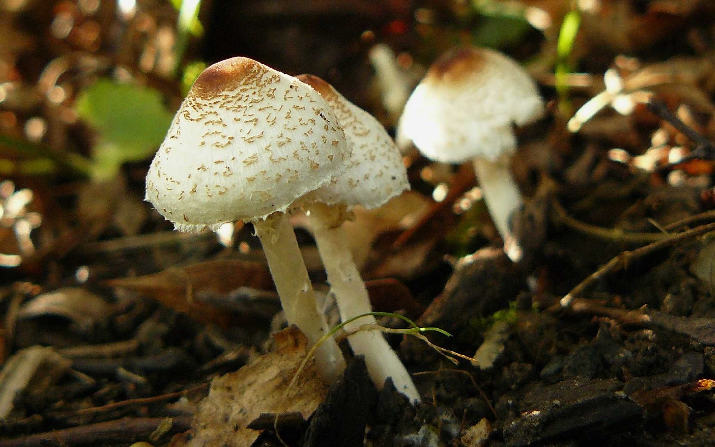 Bedla hřebenitá - Lepiota cristata - Foto Pavel Stančík 0324 (1)