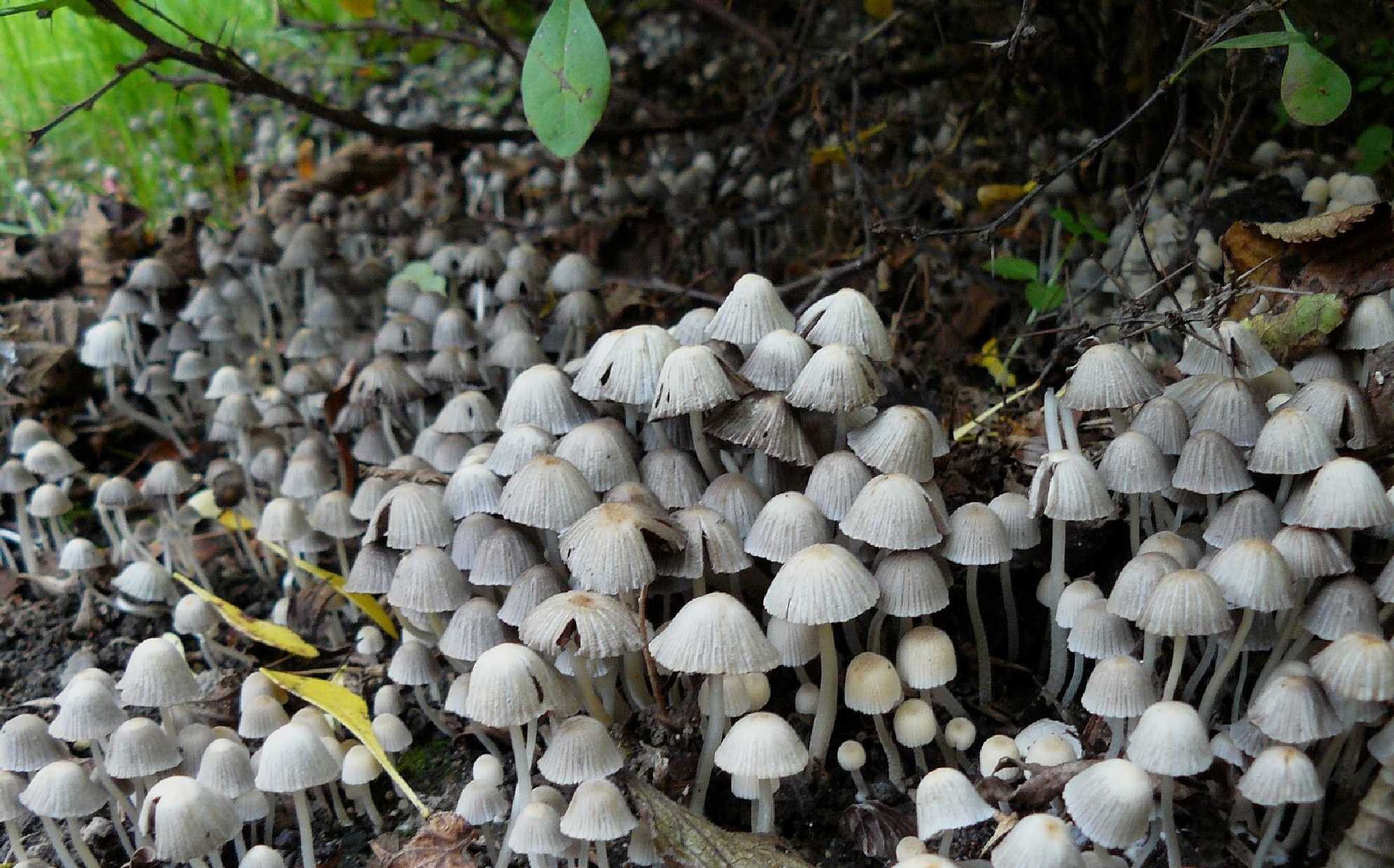 Hnojník nasetý - Coprinellus disseminatus - Foto Pavel Stančík 0324