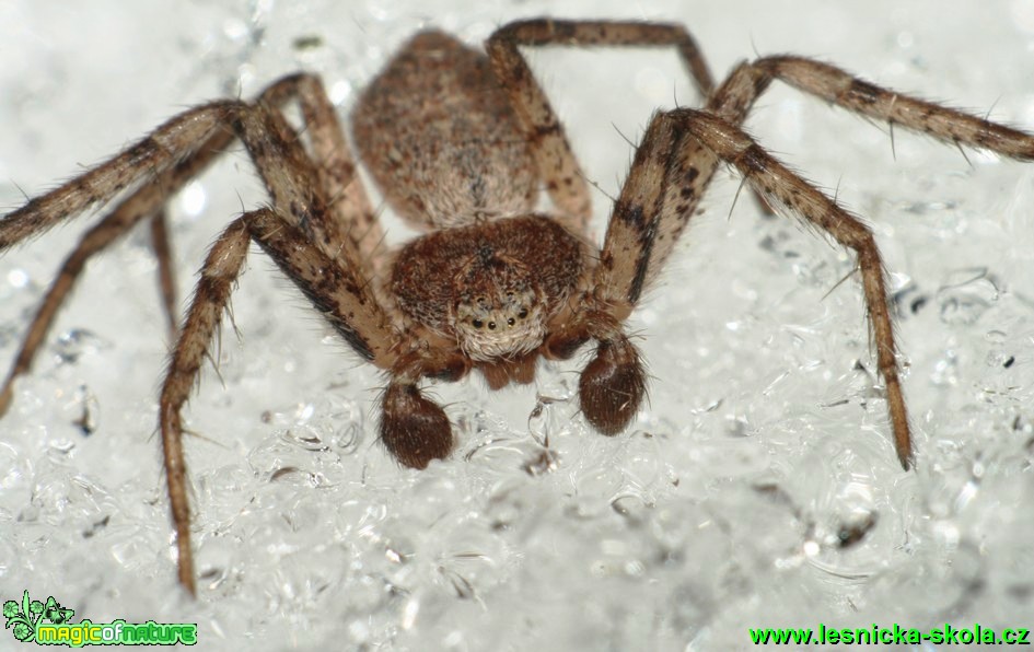 Listovník - Philodromus 5mm - Foto G. Ritschel