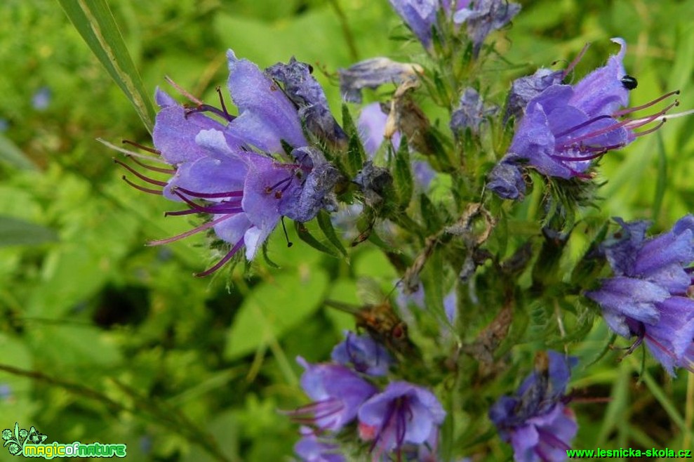 Hadinec obecný - Echium vulgare - Foto Pavel Stančík