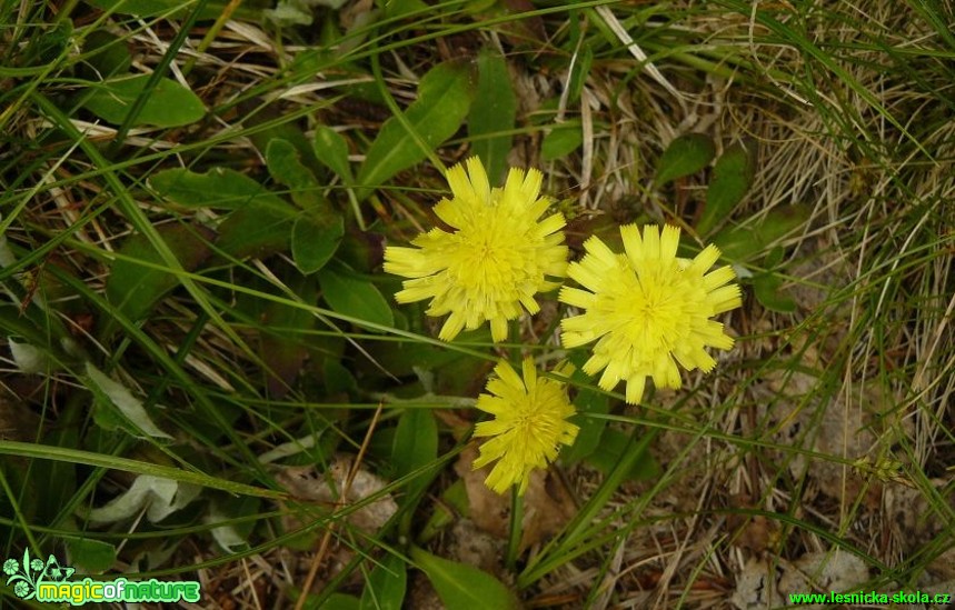 Jestřábník chlupáček - Hieracium pilosella - Foto Pavel Stančík