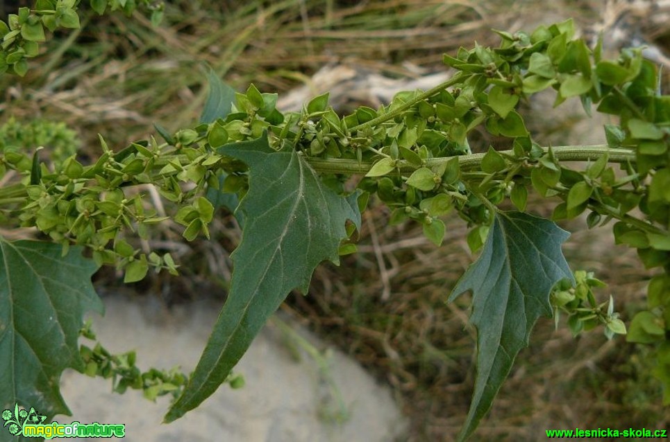 Lebeda lesklá - Atriplex sagittata - Foto Pavel Stančík