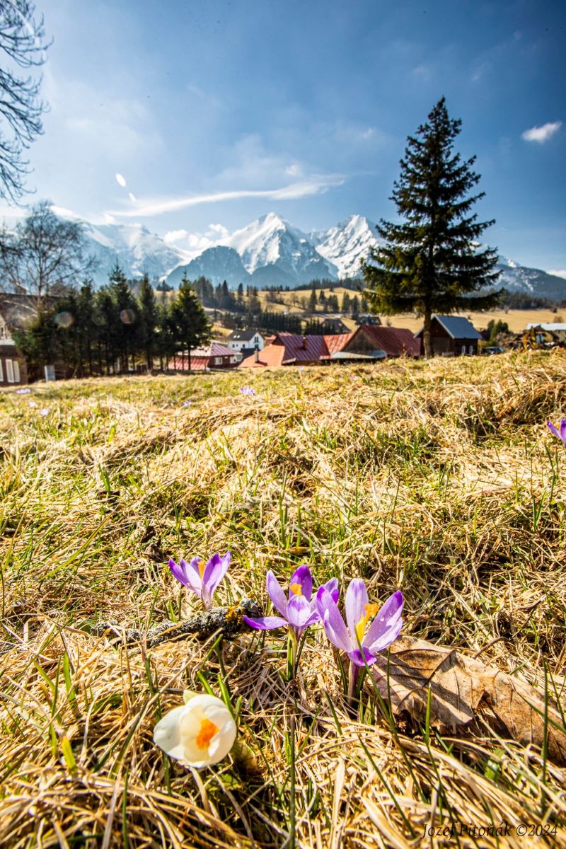 Šafrány - Foto Jozef Pitoňák 0424 (3)