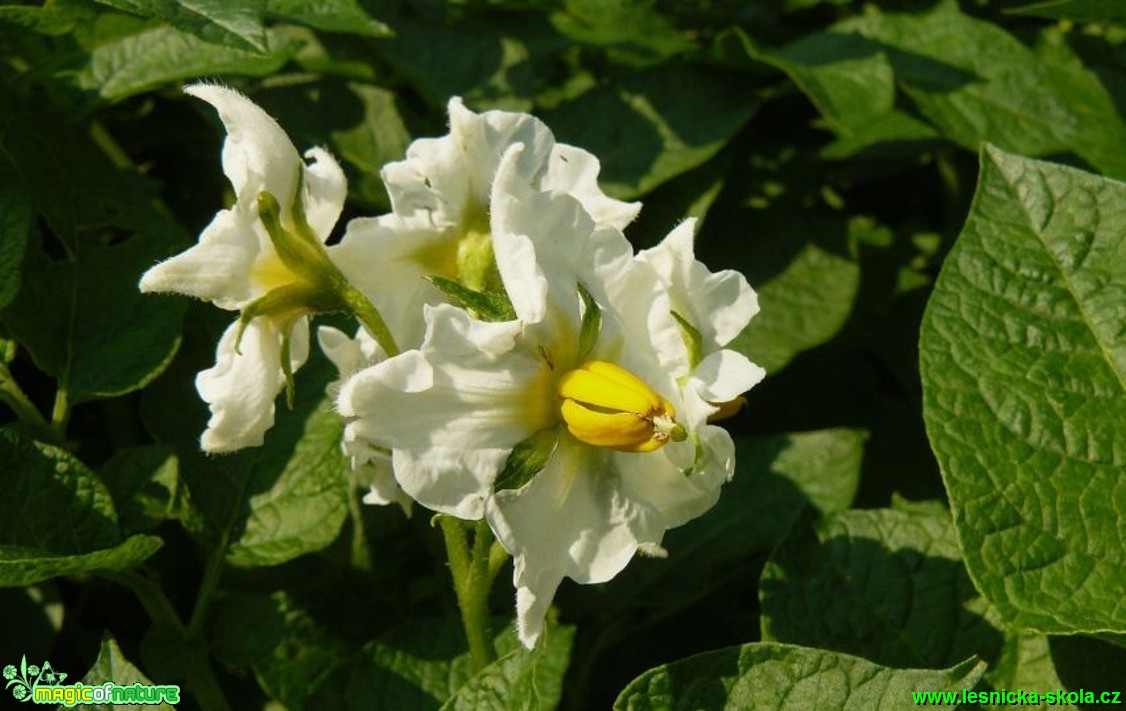 Lilek brambor - Solanum tuberosum - Foto Pavel Stančík