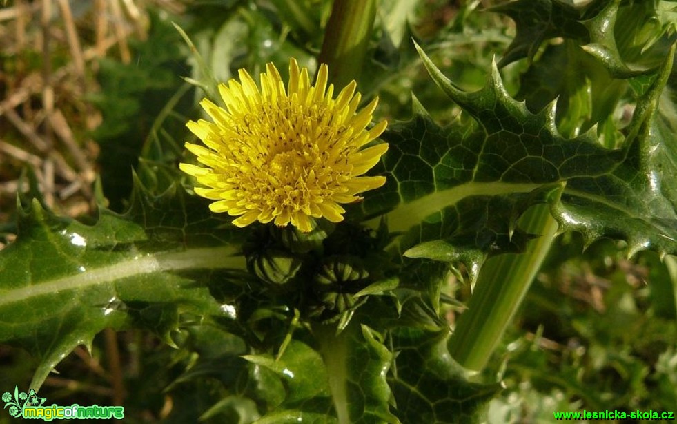 Mléč drsný - Sonchus asper - Foto Pavel Stančík