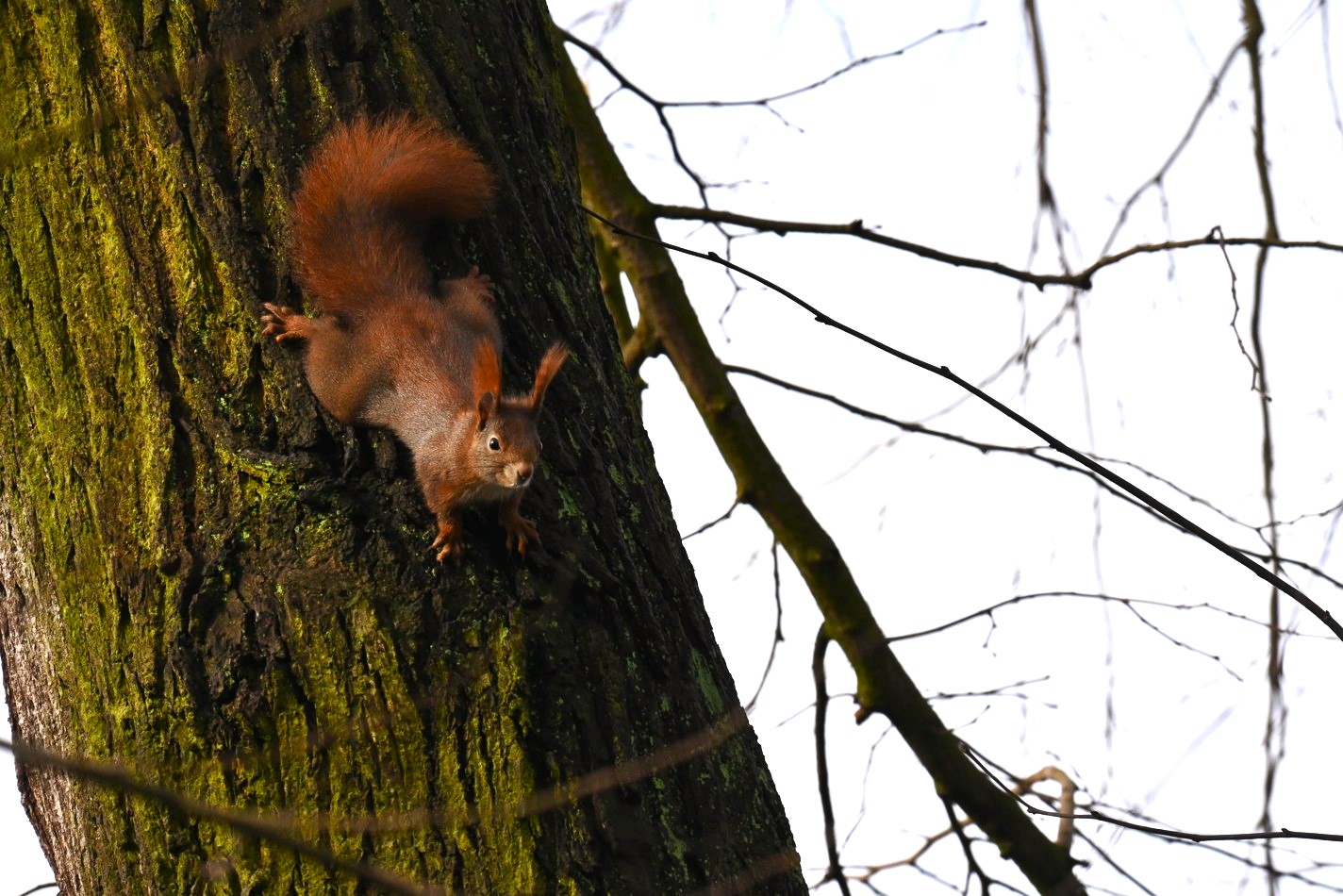 Veverka obecná - Sciurus vulgaris - Foto Marie Žďánská 0424 (3)