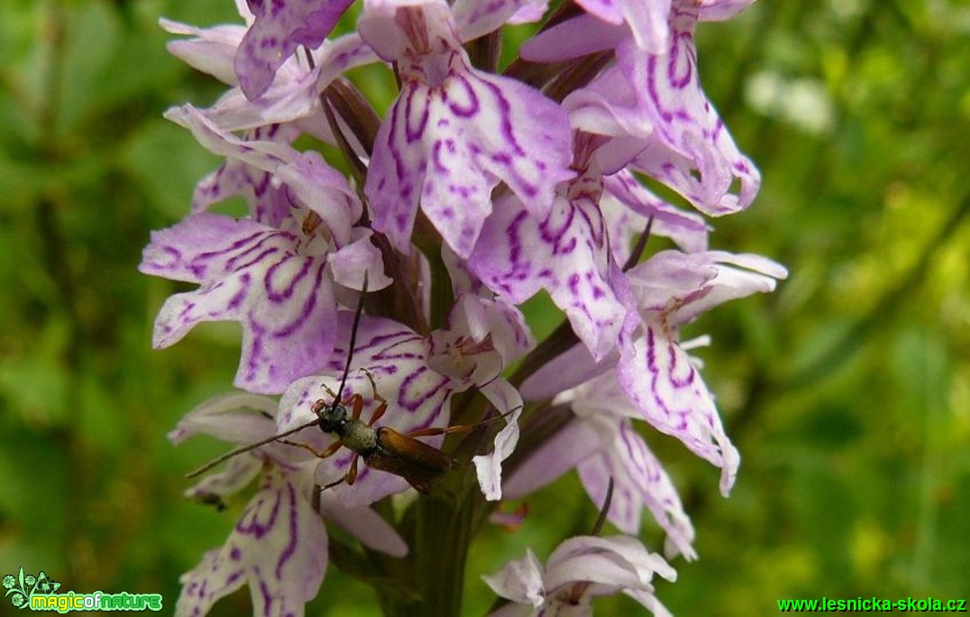 Prstnatec Fuchsův - Dactylorhiza fuchsii - Foto Pavel Stančík