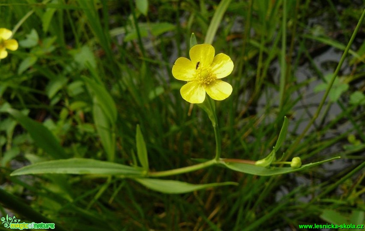 Pryskyřník plamének - Ranunculus flammula - Foto Pavel Stančík