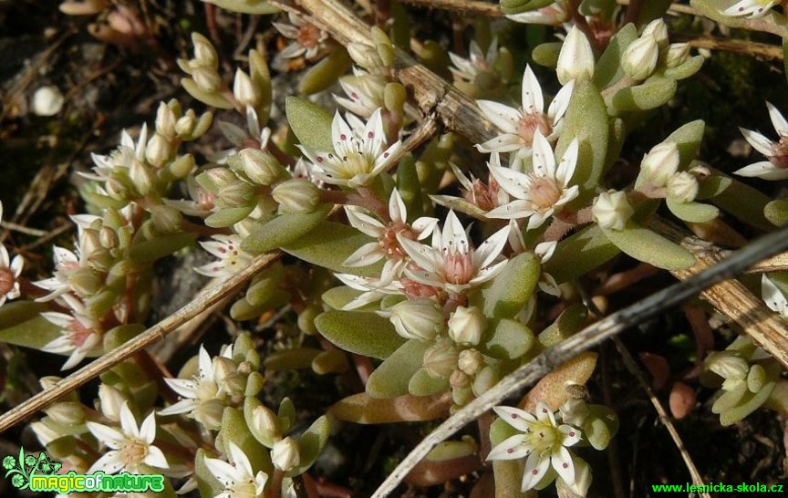 Rozchodník španělský - Sedum hispanicum - Foto Pavel Stančík