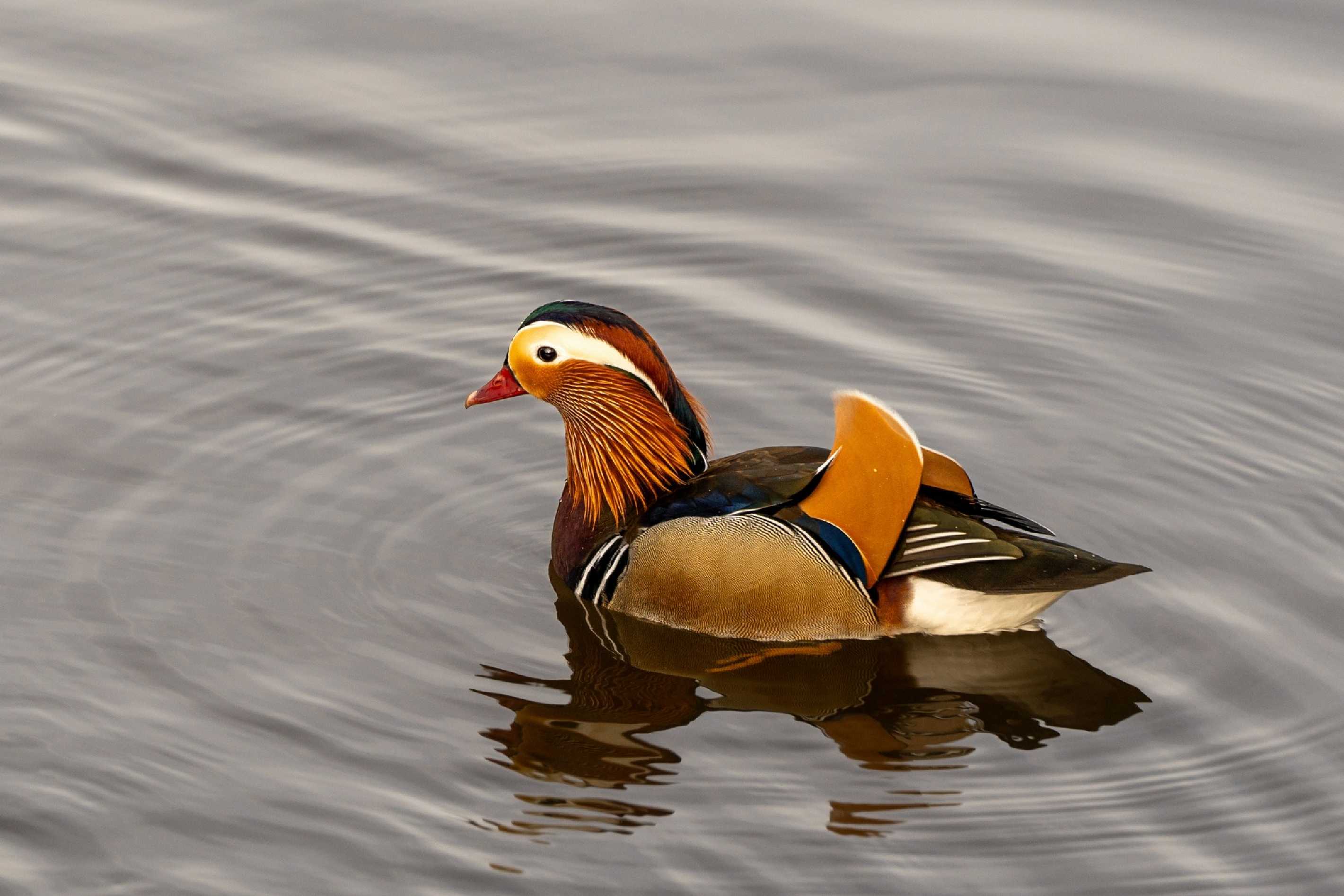 Kachnička mandarinská - Aix galericulata - Foto Petr Germanič 0224 (1)