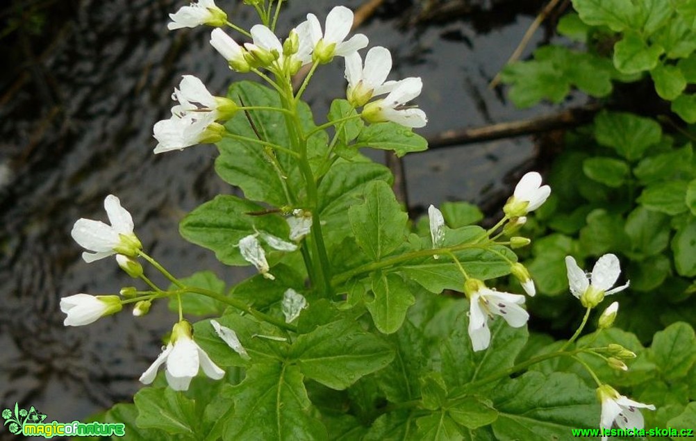 Řeřišnice hořká - Cardamine amara - Foto Pavel Stančík