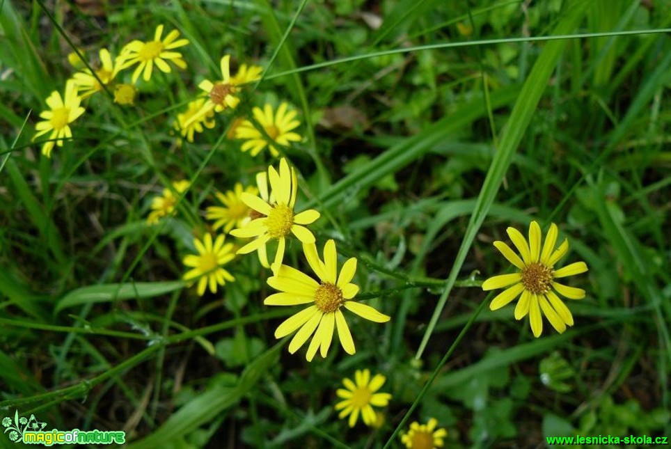 Starček vodní - Senecio aquaticus - Foto Pavel Stančík