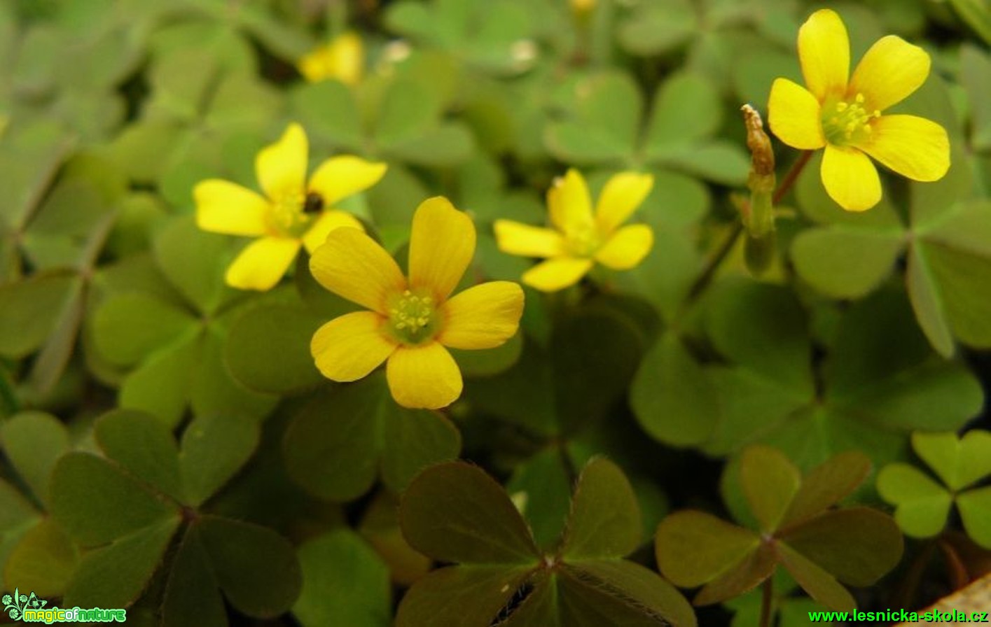 Šťavel tuhý - Oxalis stricta - Foto Pavel Stančík