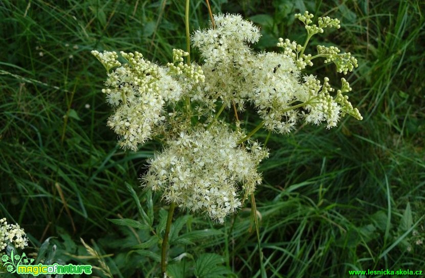 Tužebník jilmový - Filipendula ulmaria - Foto Pavel Stančík