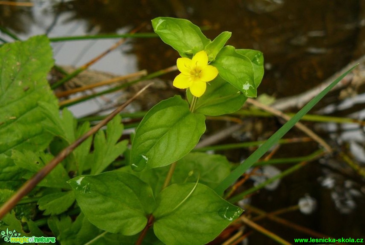 Vrbina hajní - Lysimachia nemorum - Foto Pavel Stančík