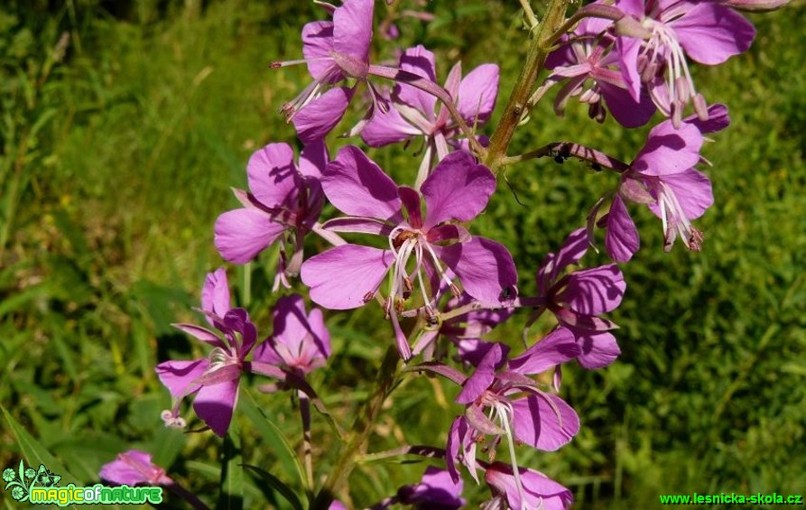 Vrbovka úzkolistá -  Epilobium angustifolium - Foto Pavel Stančík