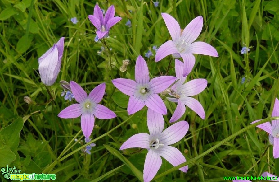 Zvonek rozkladitý - Campanula patula - Foto Pavel Stančík