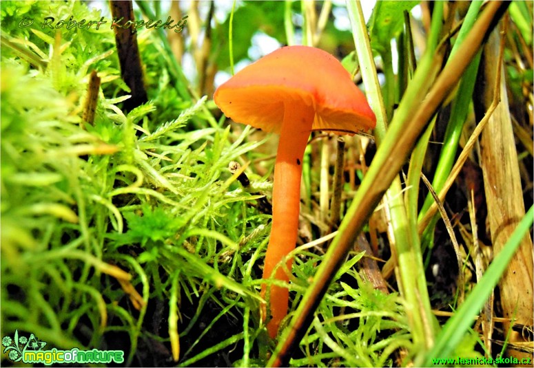 Voskovka krvavá - Hygrocybe miniata - Foto Robert Kopecký