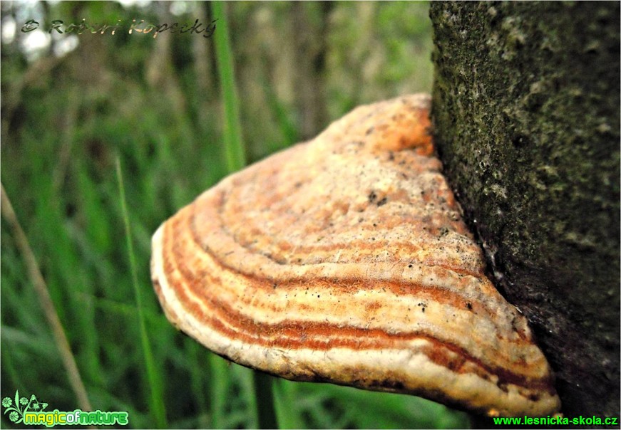 Hlinák červenající - Hapalopilus rutilans - Foto Robert Kopecký