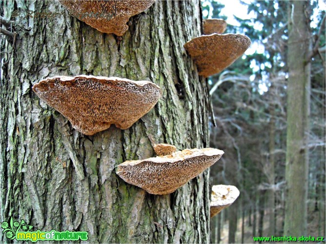 Síťkovec načervenalý - Daedaleopsis confragosa - Foto Robert Kopecký