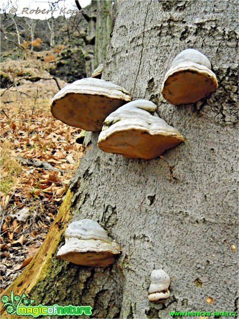 Troudnatec kopytovitý - Fomes fomentarius - Foto Robert Kopecký