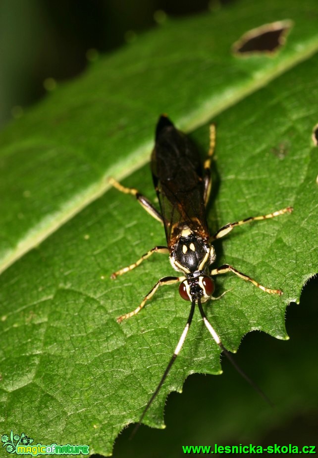 Lumek - Ichneumon - Foto G. Ritschel