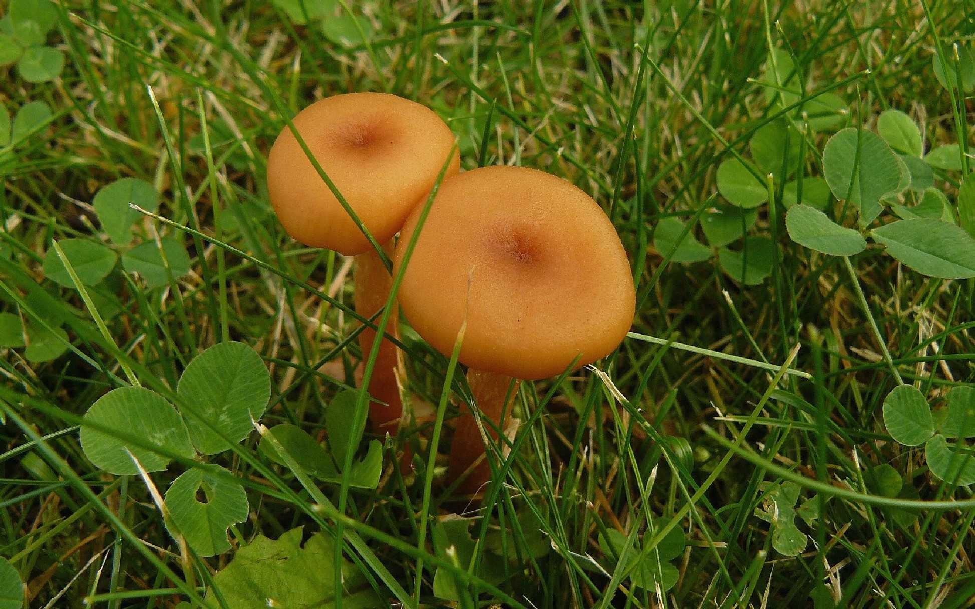 Lakovka obecná - Laccaria laccata - Foto Pavel Stančík 0624