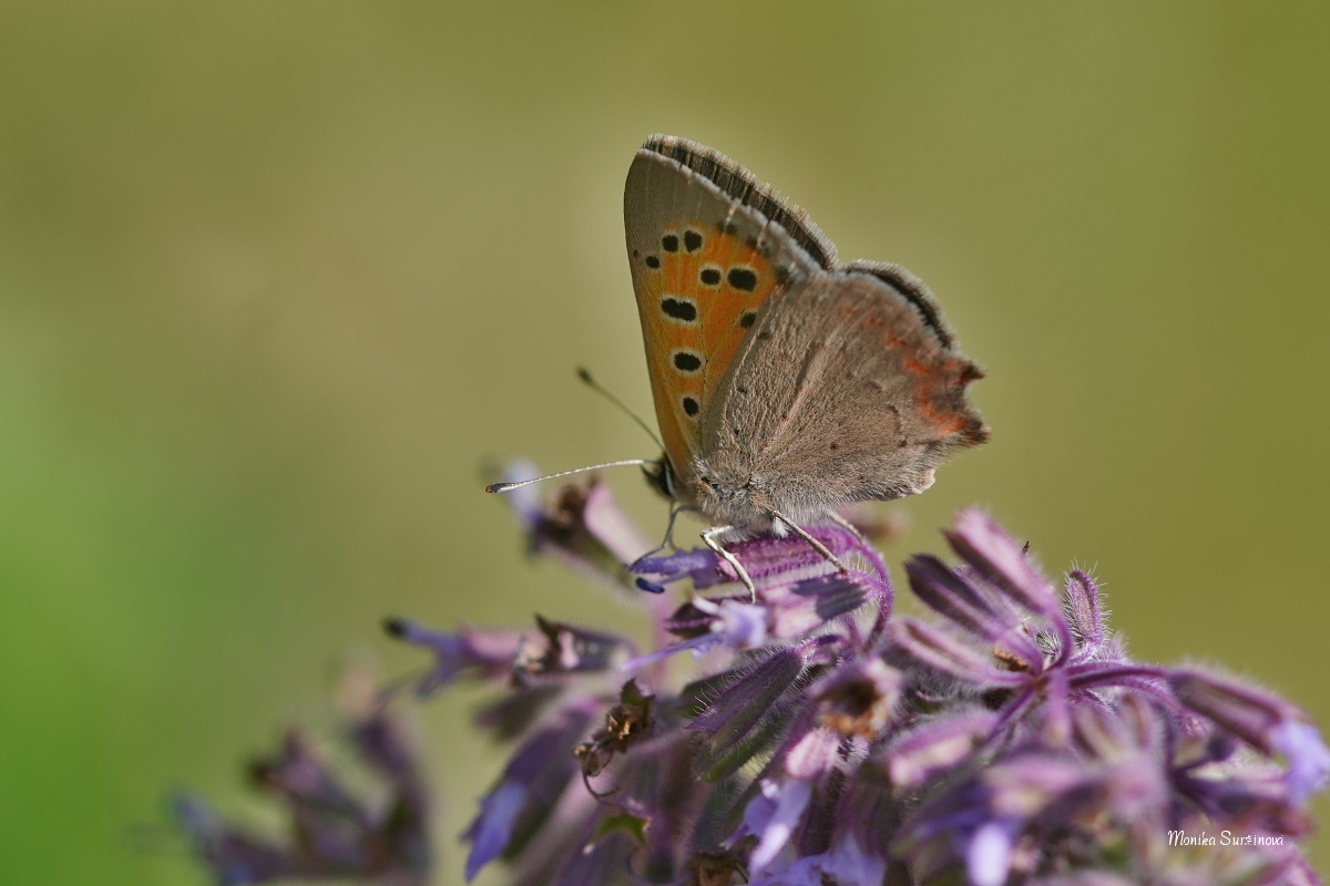 Ohniváček černokřídlý - Foto Monika Suržinová 0724