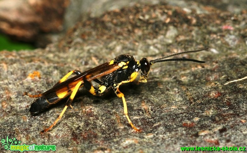 Lumek ozbrojený - Amblyteles armatorius - Foto G. Ritschel