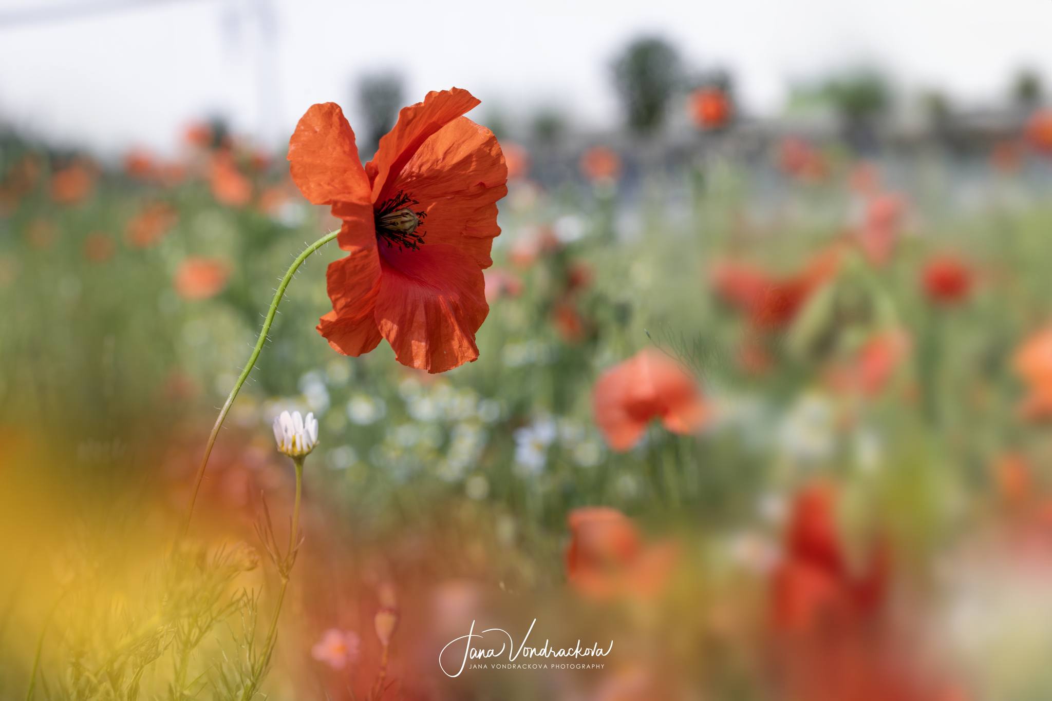 Letní krásy kolem nás - Foto Jana Vondráčková 0624