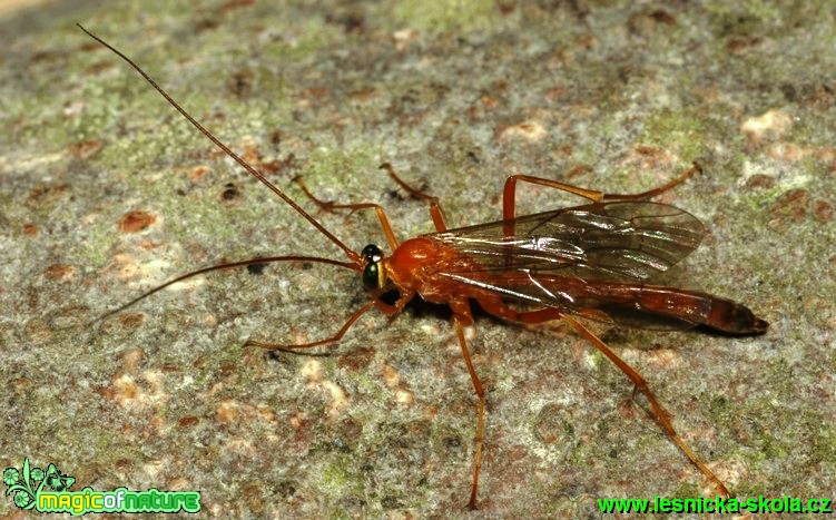 Lumek-Netelia testaceus - Foto G. Ritschel