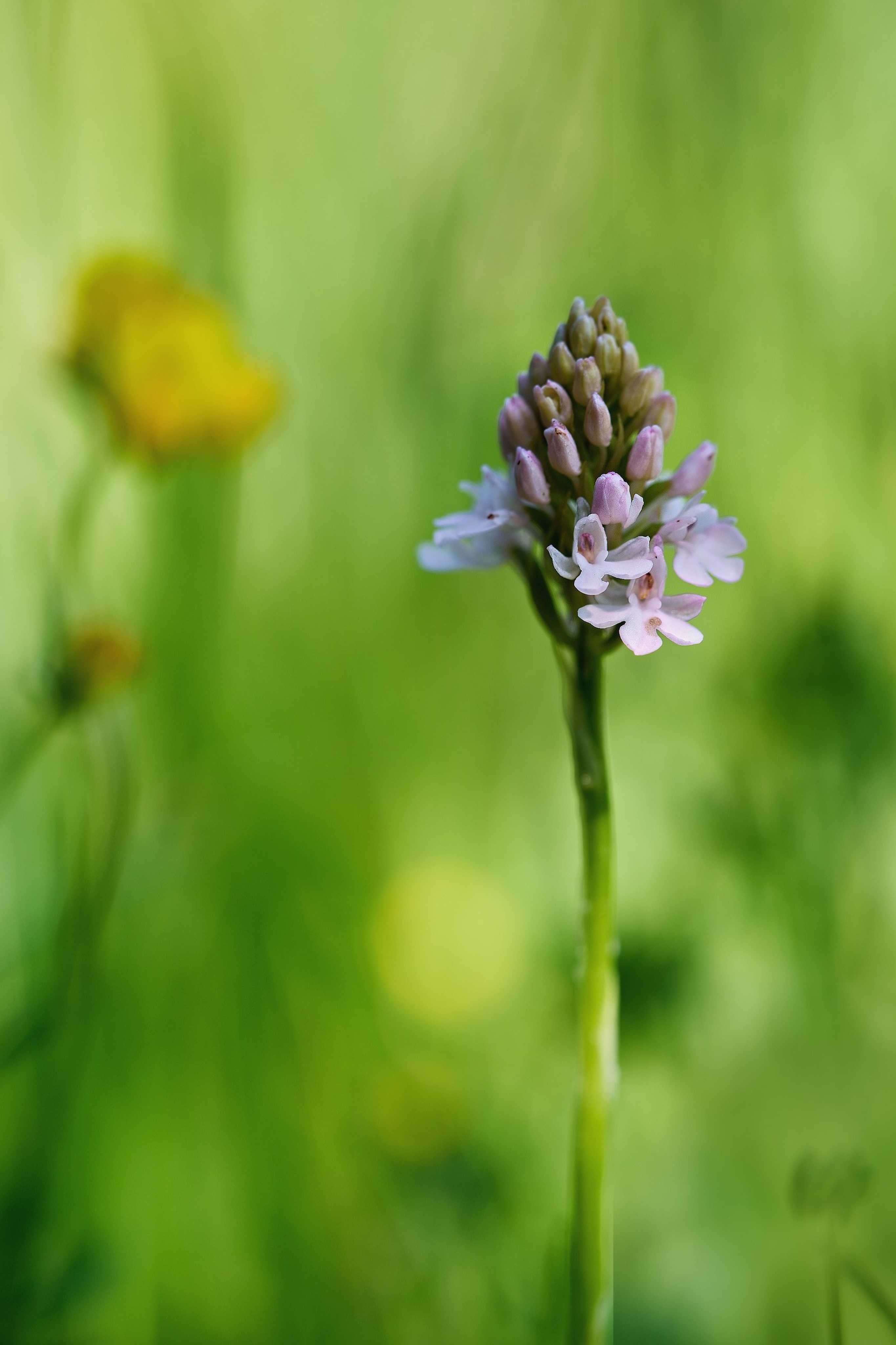 Rudohlávek jehlancovitý -  Anacamptis pyramidalis - Foto Jana Ježková 0624 (1)