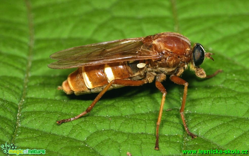 Moucha - Coenomyia ferruginea 18mm - Foto G. Ritschel