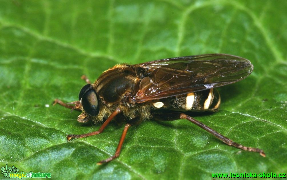 Moucha - Coenomyia ferruginea - Foto G. Ritschel