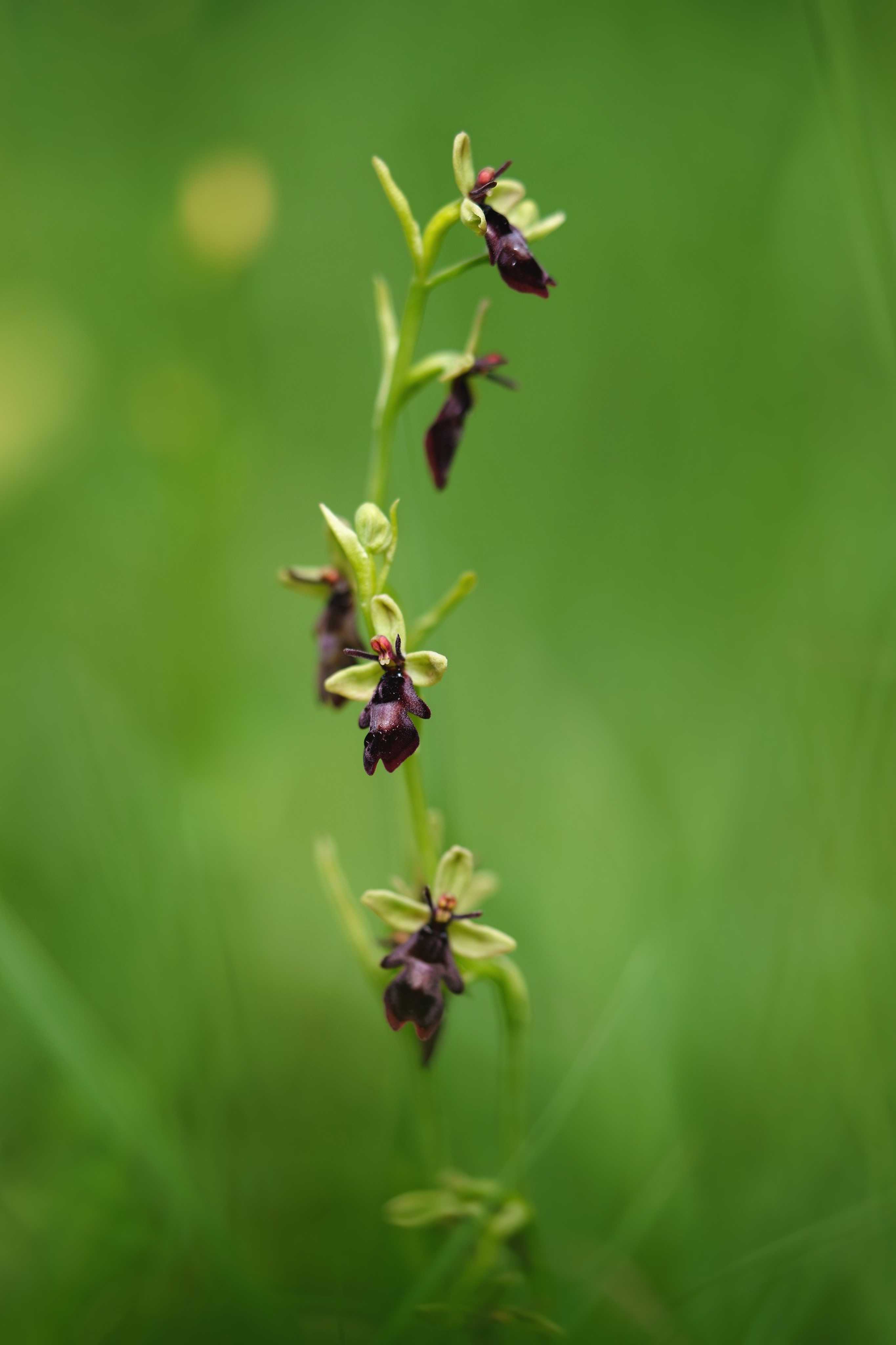 Tořič hmyzonosný - Orphys insectifera - Foto Jana Ježková 0624 (1)